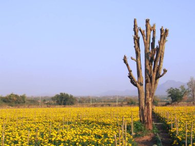 kadife çiçeği tarlası