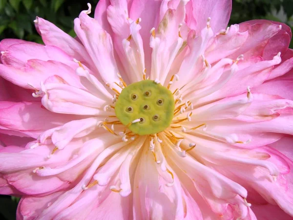 Cerrar flor de loto rosa — Foto de Stock