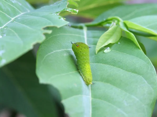 Verme borboleta verde — Fotografia de Stock