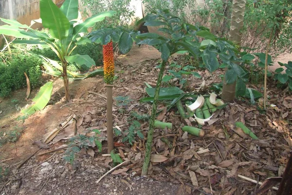 Konjak im Garten — Stockfoto