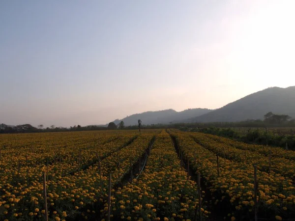 Campo de flores de calêndula — Fotografia de Stock