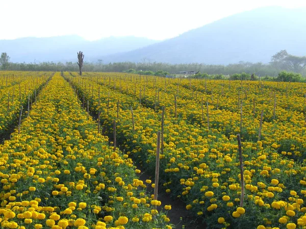 Campo de flores de calêndula — Fotografia de Stock