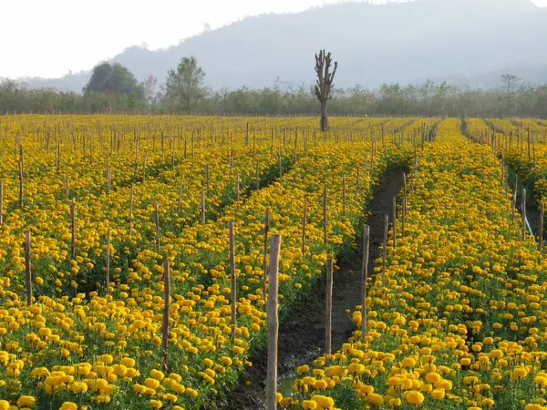 Campo de flores de caléndula — Foto de Stock