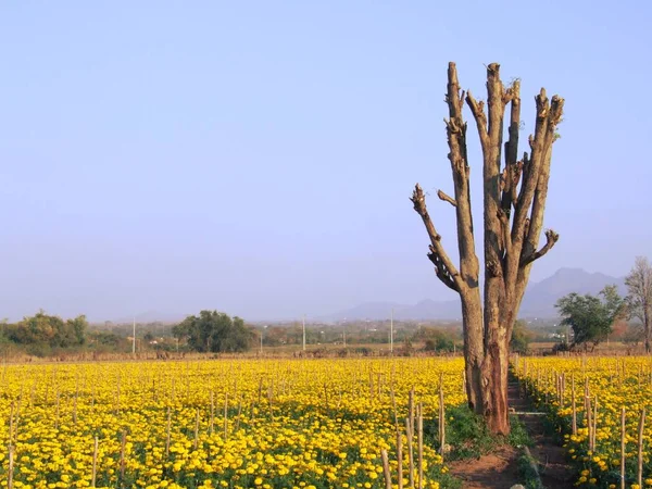 kadife çiçeği tarlası