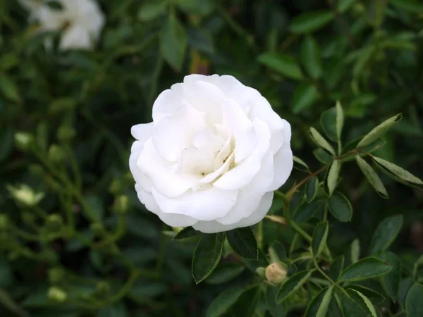 Rose flower in garden — Stock Photo, Image