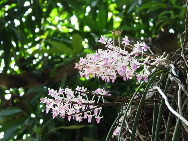 정원에서 야생 난초 꽃 — 스톡 사진