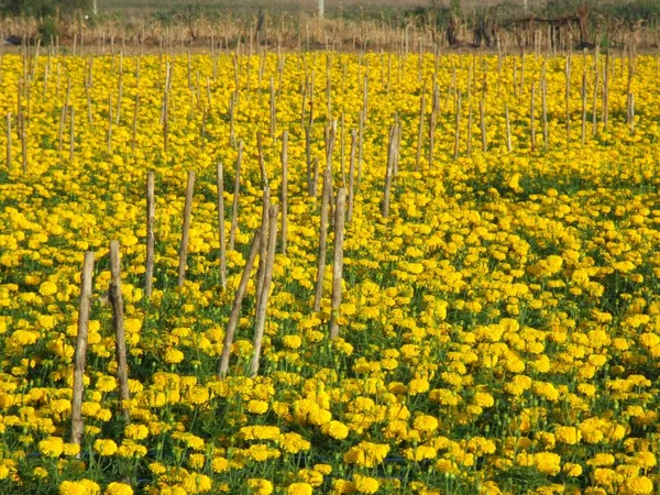 Campo de flores de caléndula — Foto de Stock