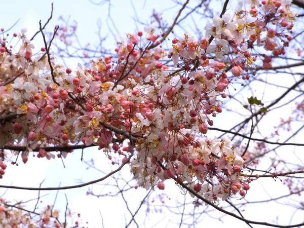 Pink shower tree — Stock Photo, Image