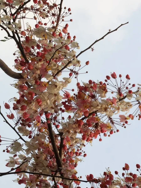 Rosa árbol de ducha —  Fotos de Stock