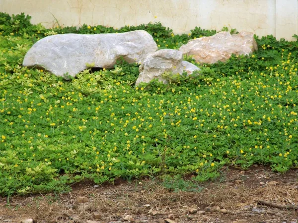 Пінто арахісове в саду — стокове фото