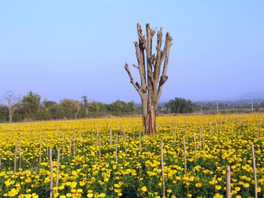 kadife çiçeği tarlası