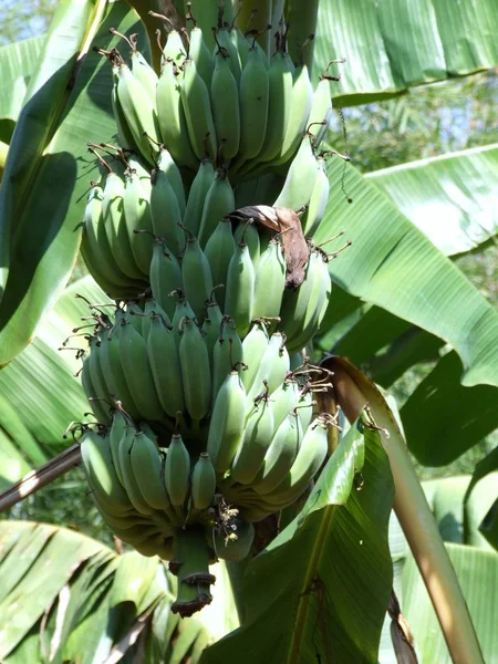 Bunch of bananas — Stock Photo, Image