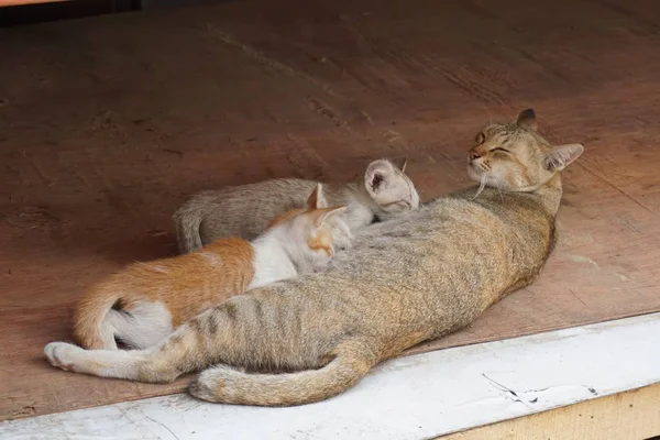 Cat mother feed kitty — Stock Photo, Image