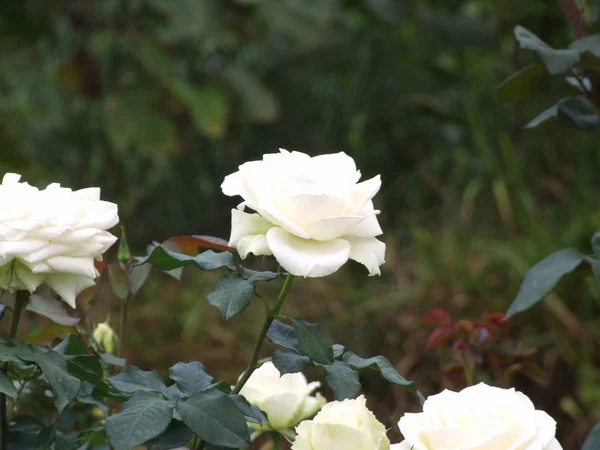 Rose flower in garden — Stock Photo, Image