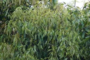 Mango çekim ağacı