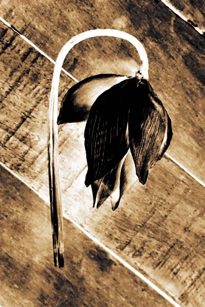Flor de loto seca — Foto de Stock
