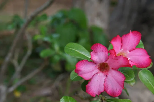 Rosa impala lily — Stockfoto