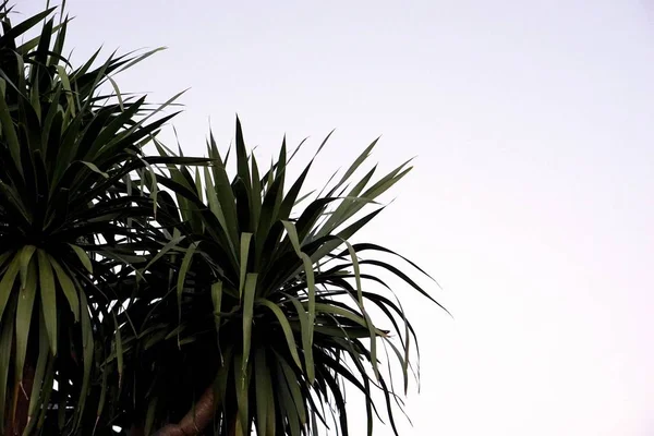 Dracaena loureiri árvore — Fotografia de Stock