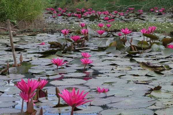 Lírio de água rosa — Fotografia de Stock