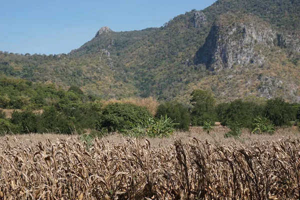 Ξηρό χωράφι — Φωτογραφία Αρχείου