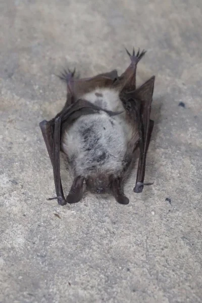 dead of bat