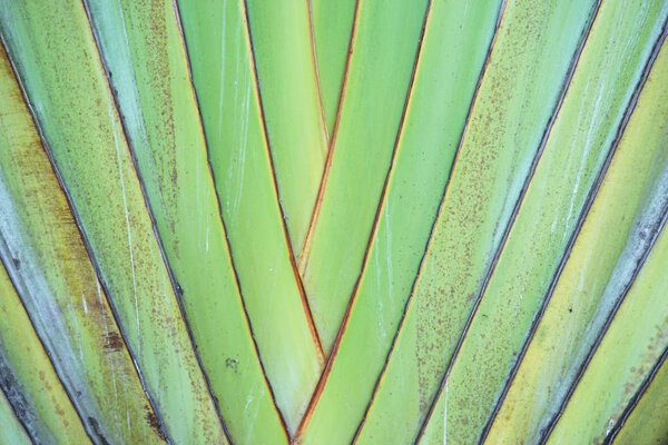 close up Travellers palm