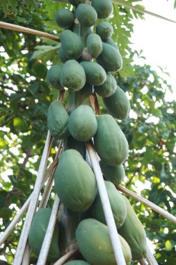 papaya meyve grubu