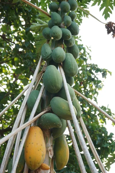 papaya meyve grubu