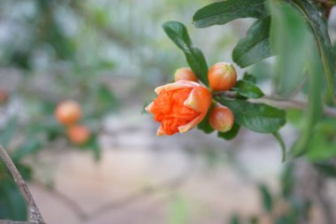 portakal nar çiçeği