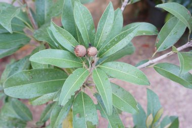 Sapodilla meyvesi ağaçta