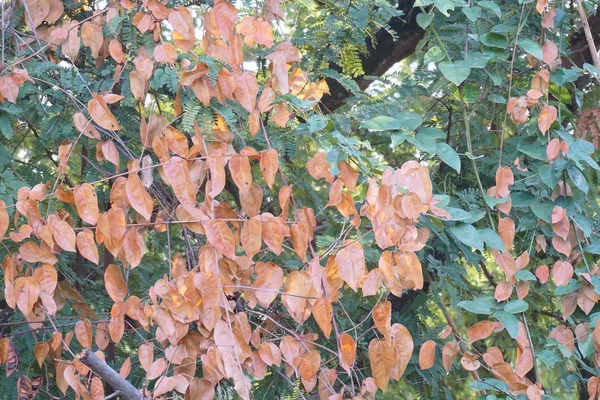 Rote Bauhinia strychnifolia — Stockfoto