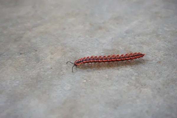 Inseto Centipedes vermelho — Fotografia de Stock