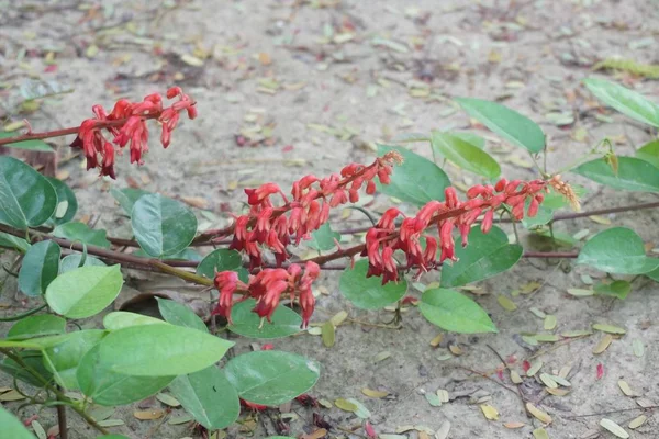 Червоний Bauhinia strychnifolia — стокове фото
