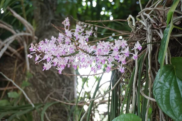 Malá divoká orchidej — Stock fotografie