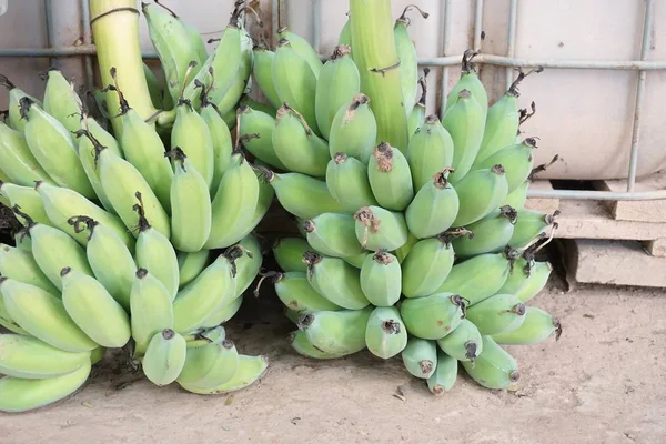 Cultivated banana fruit — Stock Photo, Image