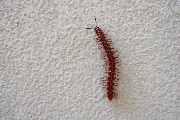 Insecto ciempiés rojo —  Fotos de Stock