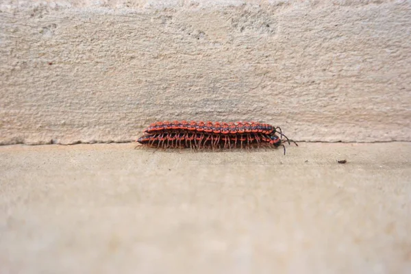 Piros százlábúak rovar — Stock Fotó