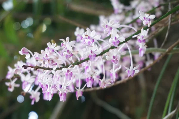 Malá divoká orchidej — Stock fotografie