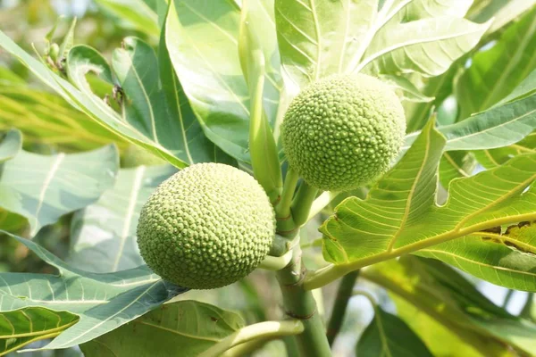 Artocarpus altilis 과일 — 스톡 사진