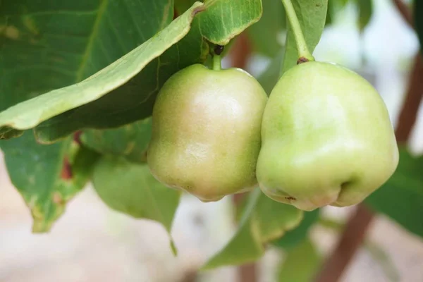 Fruta de maçã rosa — Fotografia de Stock