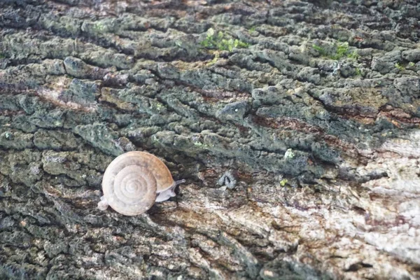 Escargot sur le mur — Photo