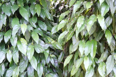 yeşil yapraklar arkaplan 