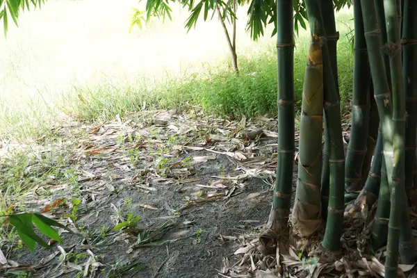Bambuszrügy, ültetvény — Stock Fotó