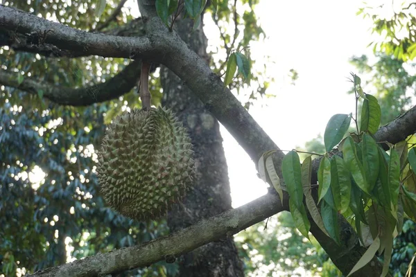 Durian fruit on tree — Stock Photo, Image