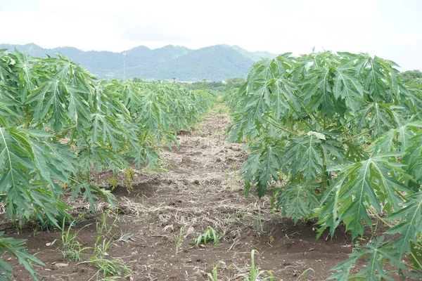 木瓜树在种植园 — 图库照片