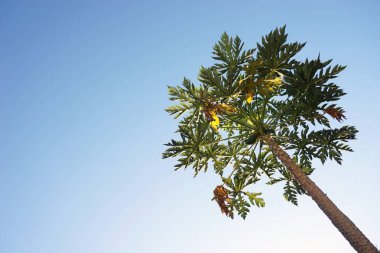 Ekim alanı ağacında papaya