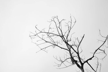 soyut ölü ağaçlar