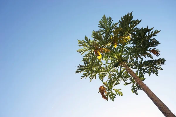 Дерево папайи на плантации — стоковое фото