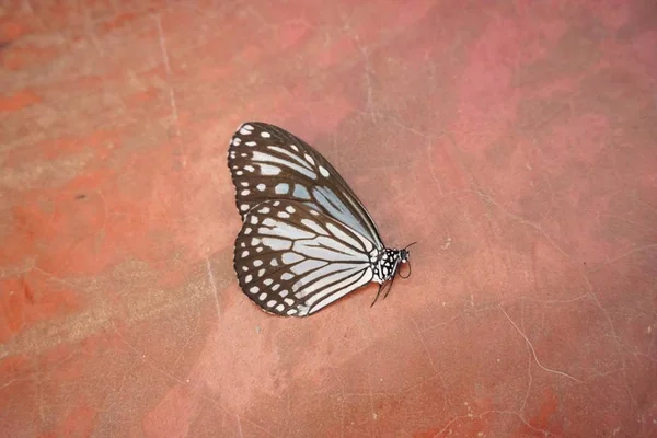 Mariposa muerta en el suelo — Foto de Stock