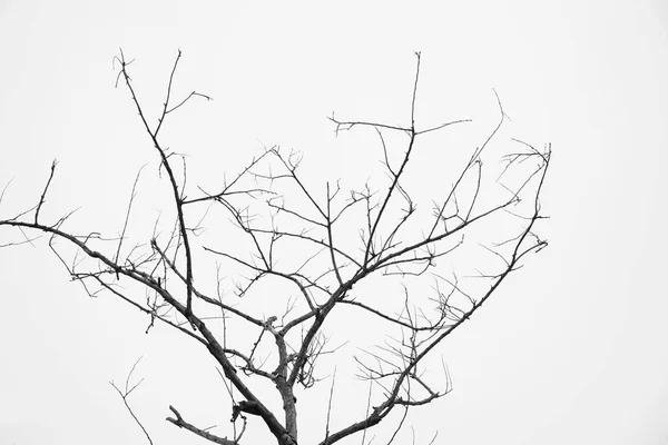 Abstract dead tree — Stock Photo, Image